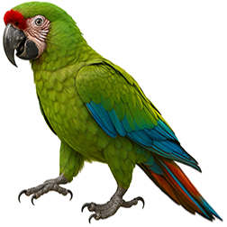 Great Green Macaw